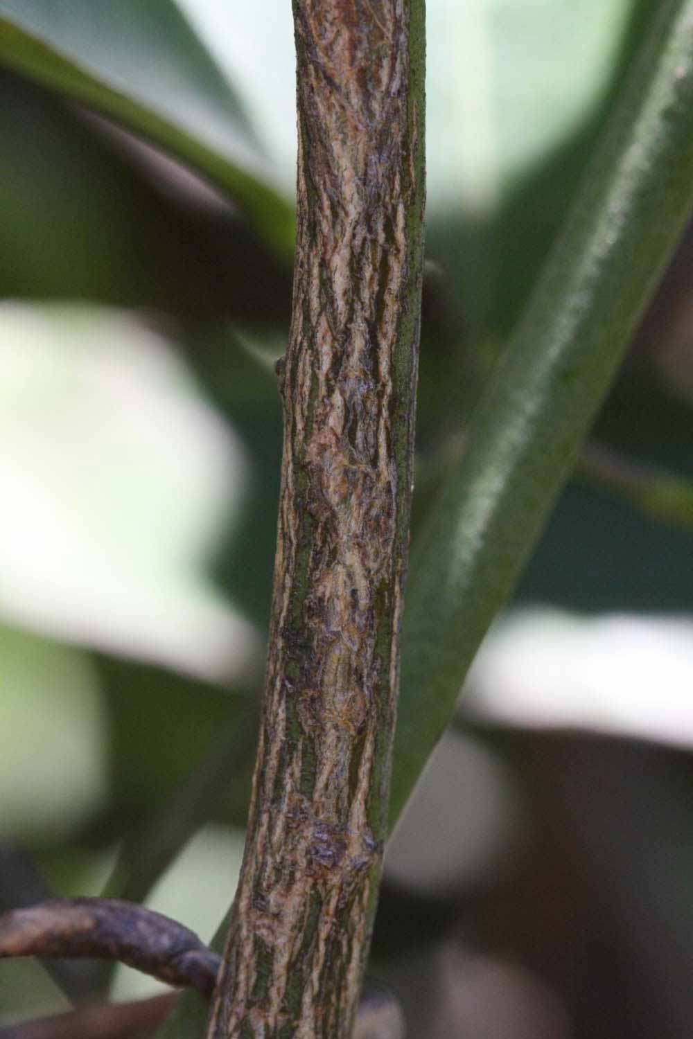              Second - third year twig (Riverside, CA)       